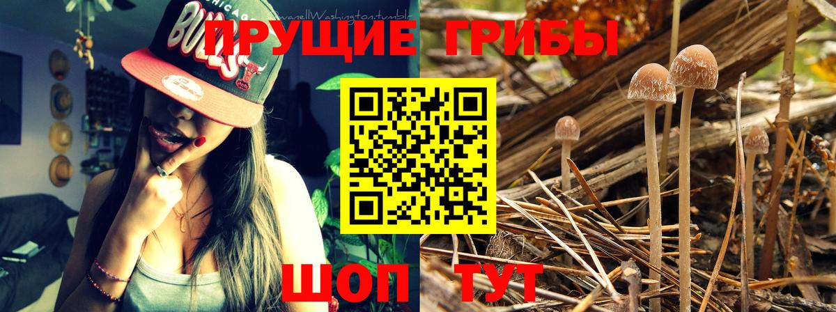 где купить наркоту  Псилоцибиновые грибы Psilocybe  Галлюциногенные грибы мицелий  Вход с VPN  Сафоново 